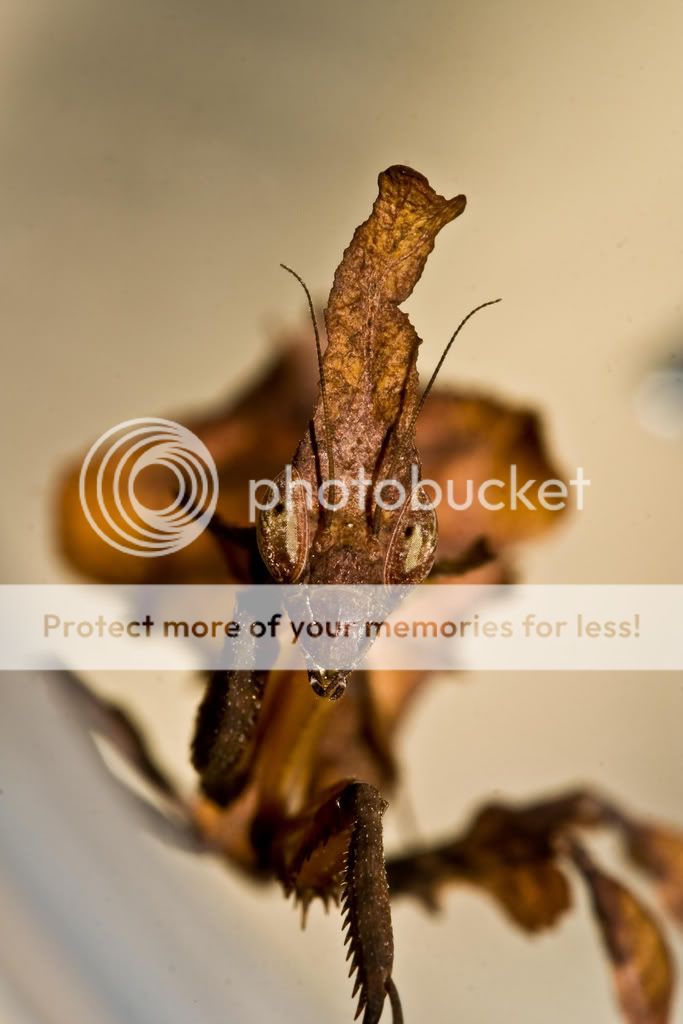 IMAGE: http://i404.photobucket.com/albums/pp124/skorpionfarmen/Mantids/IMG_4135.jpg