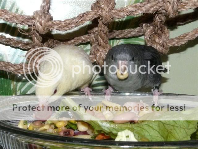 Nugget and Monster pigging in