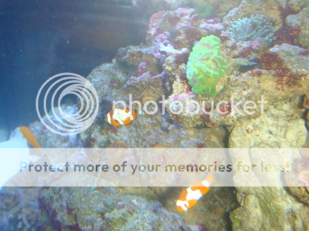 DSC05597 - PolskaReefer's 85Gallon Rimless