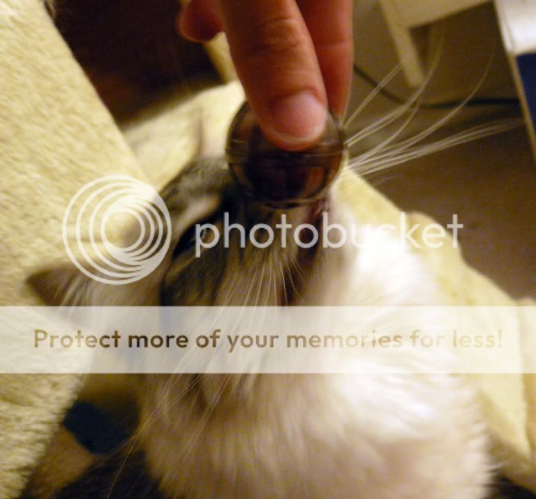 P1070995sm.jpg