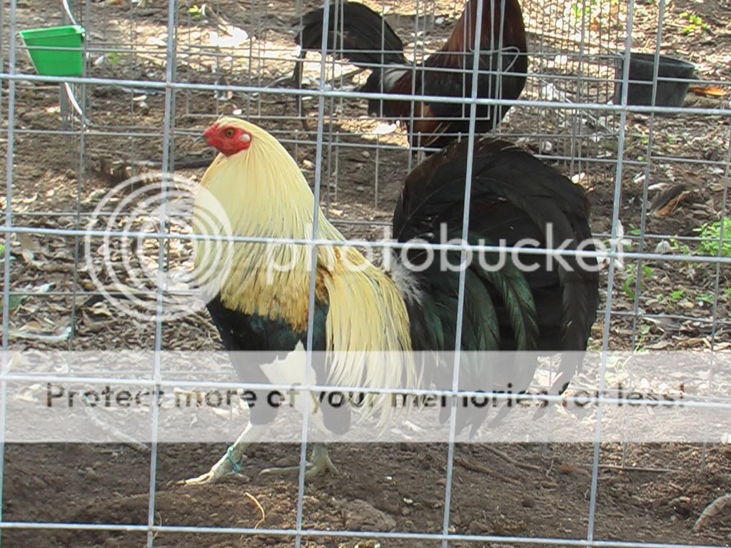 Mi Giro Roy Brady Pictures, Images & Photos Photobucket