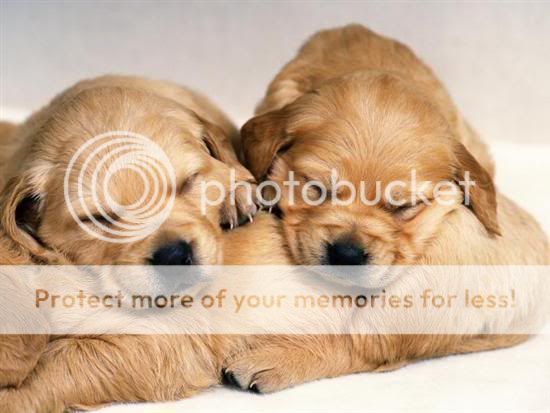 BROWN DOGS Pictures, Images and Photos