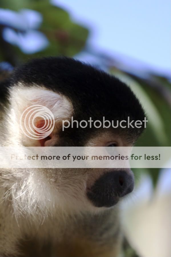 Fotografie
